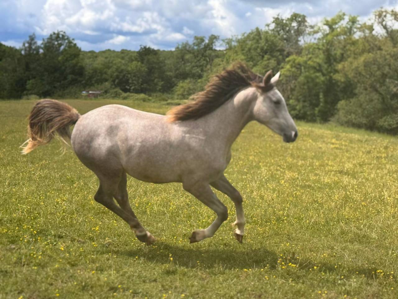 Gelding Arabian For sale 2025 Grey