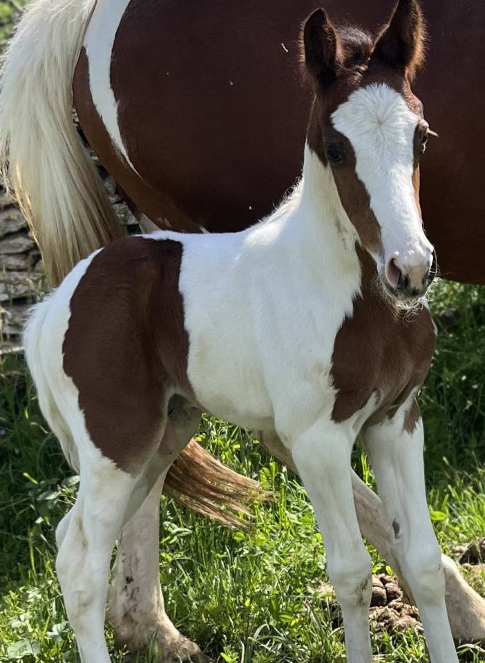 Colt Selle Fran&ccedil;ais For sale 2026 Coloured