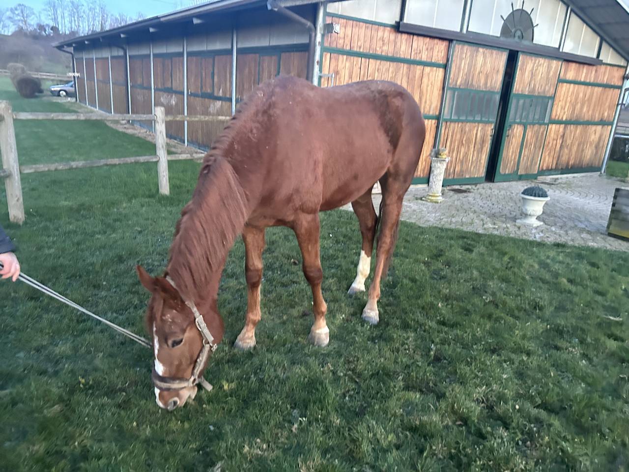 Gelding Selle Fran&ccedil;ais For sale 2023 Chesnut