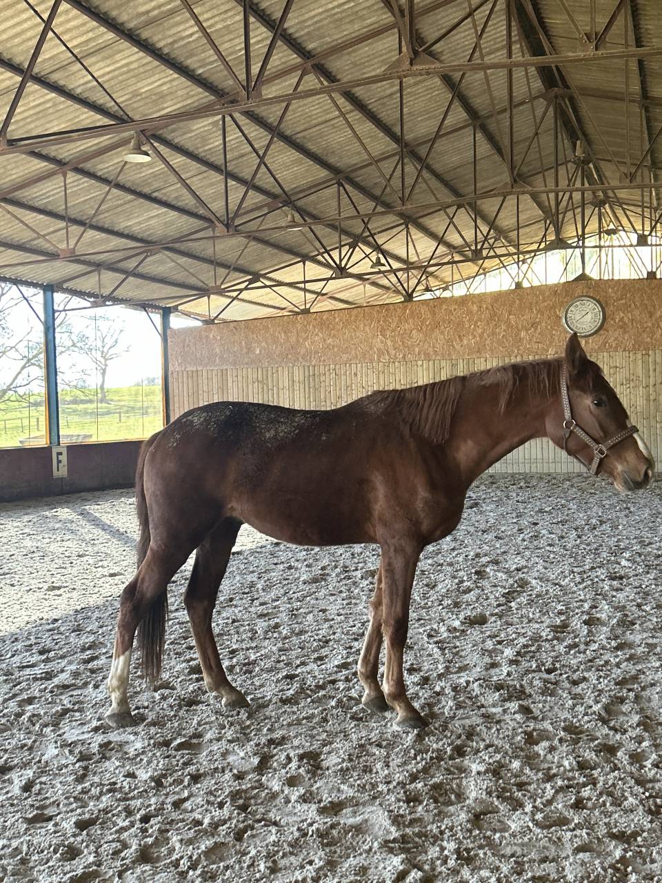 Gelding Selle Fran&ccedil;ais For sale 2023 Chesnut
