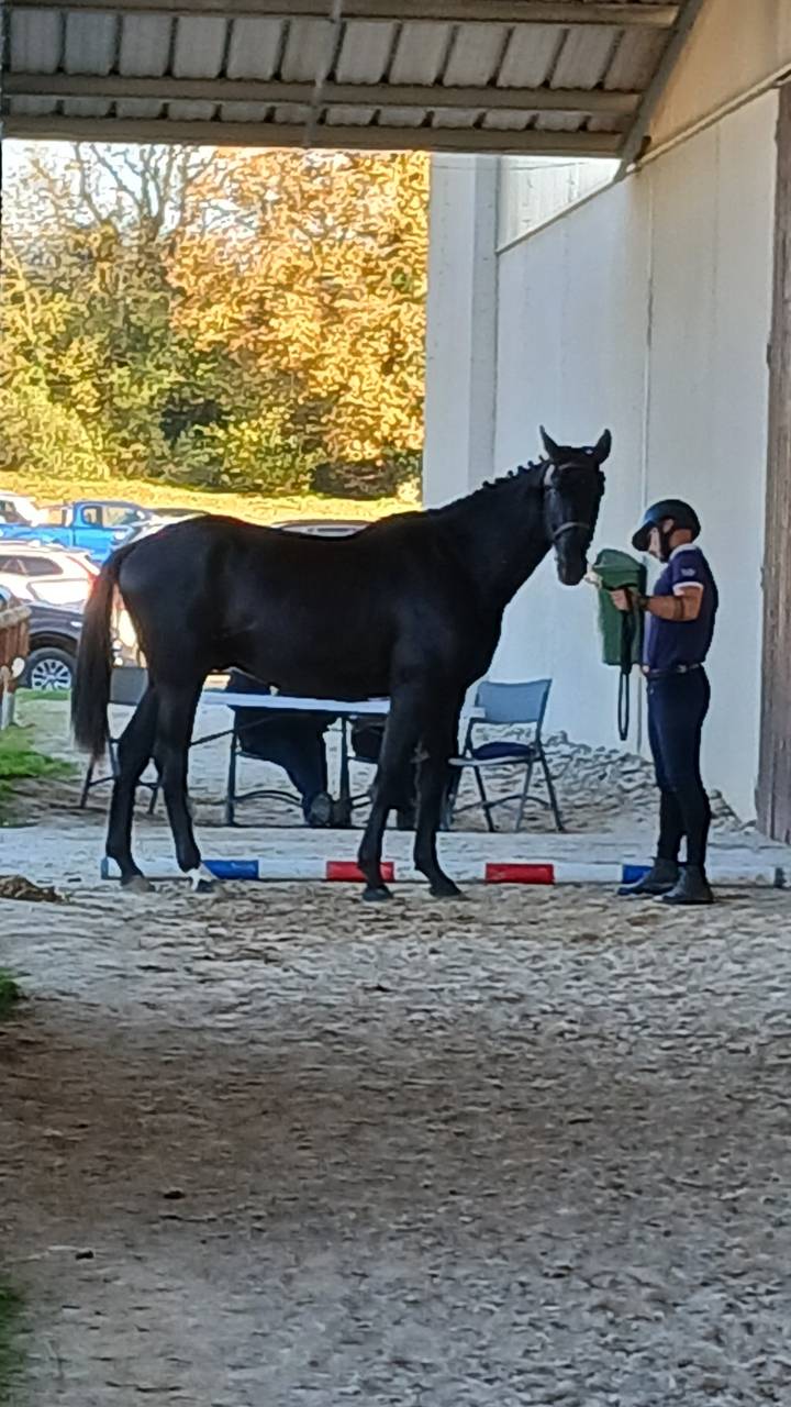 Gelding Selle Fran&ccedil;ais For sale 2023 Black