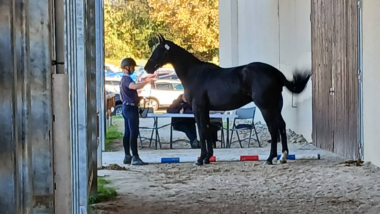 Gelding Selle Fran&ccedil;ais For sale 2023 Black