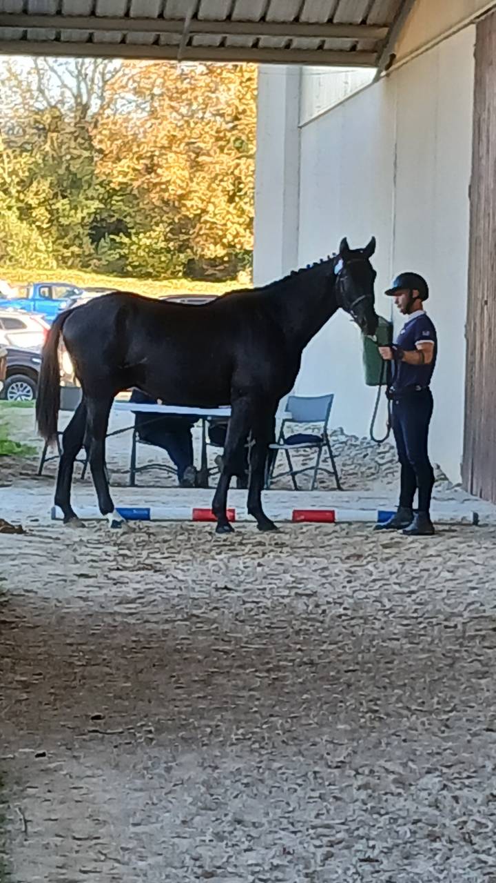 Gelding Selle Fran&ccedil;ais For sale 2023 Black