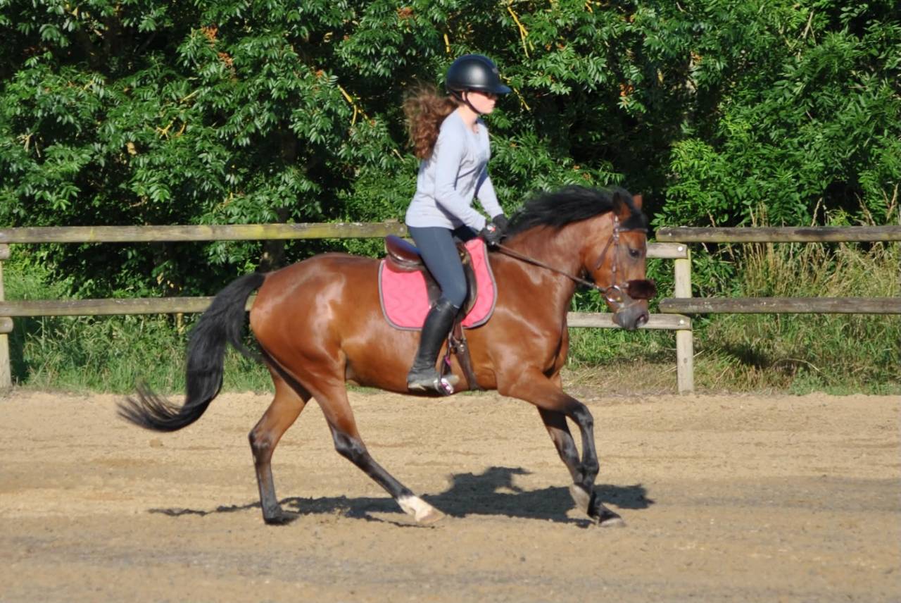 Mare New Forest For sale 2021 Bay