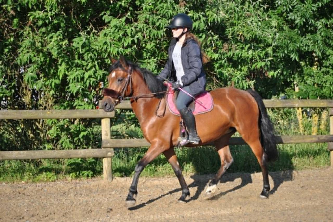 Mare New Forest For sale 2021 Bay