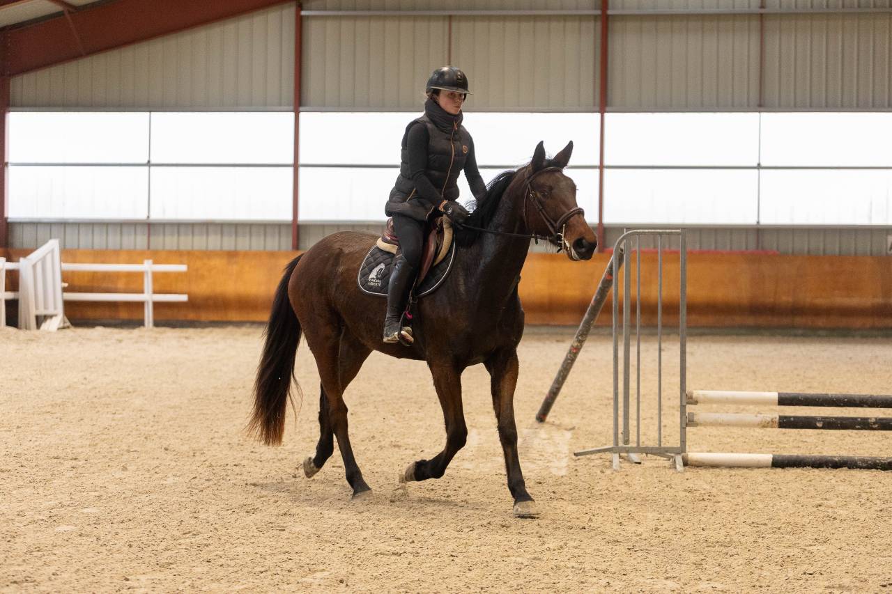Mare Selle Fran&ccedil;ais For sale 2022 Bay