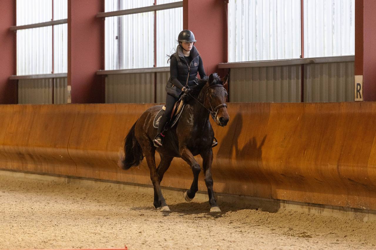 Mare Selle Fran&ccedil;ais For sale 2022 Bay