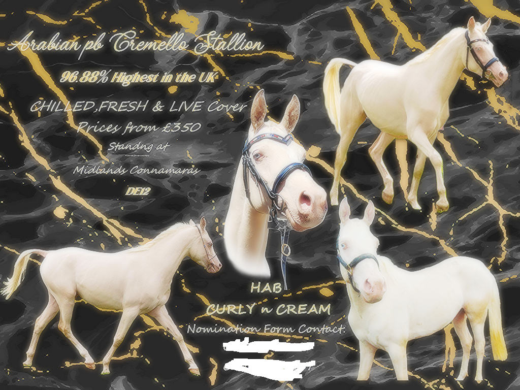 Arabian pb Cremello 96.88% Stallion at Stud U.K