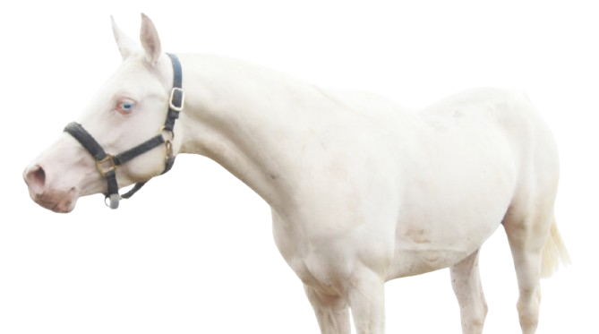 Arabian pb Cremello 96.88% Stallion at Stud U.K