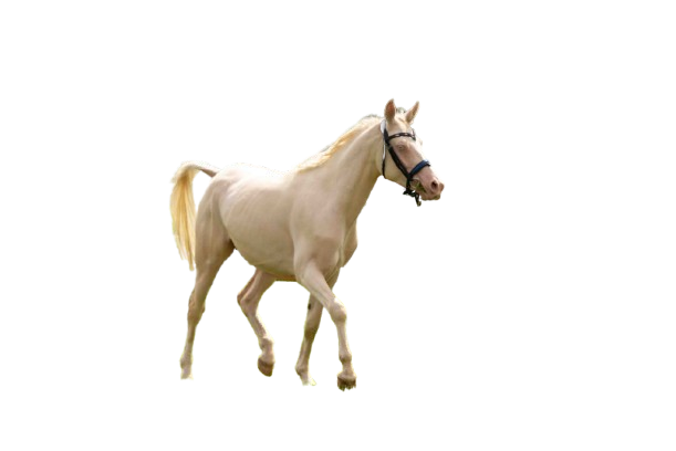 Arabian pb Cremello 96.88% Stallion at Stud U.K
