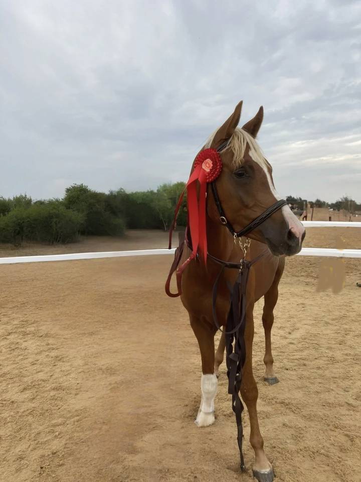Arabian (pb) Stallion U.K
