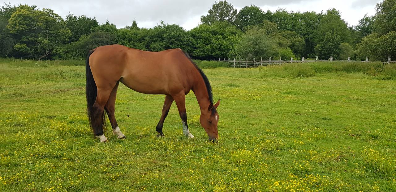 Mare KWPN Dutch Warmblood For sale 2010 Bay