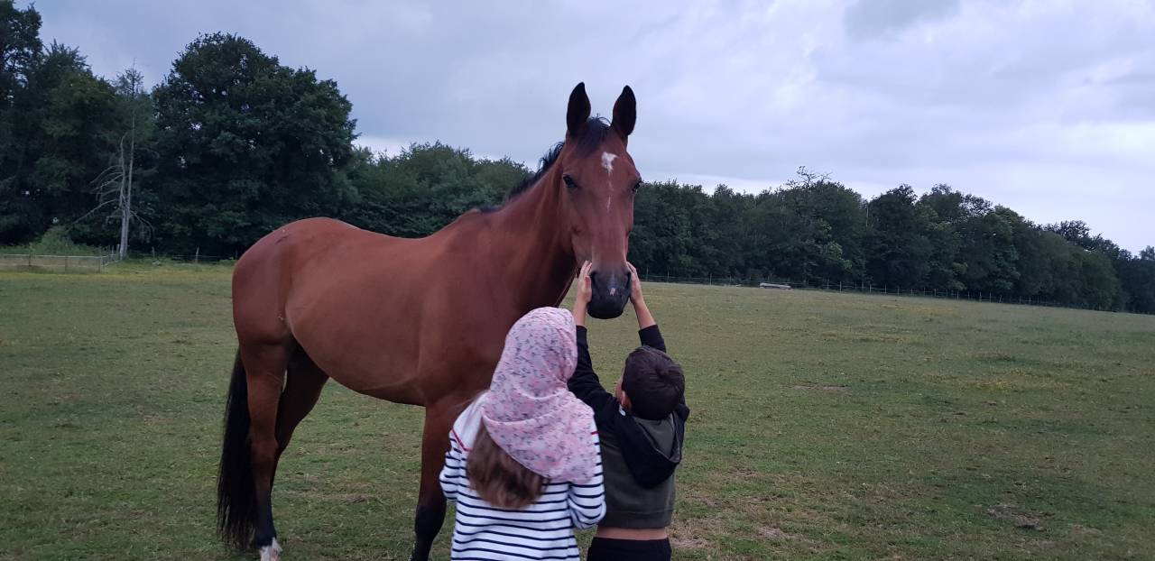 Mare KWPN Dutch Warmblood For sale 2010 Bay