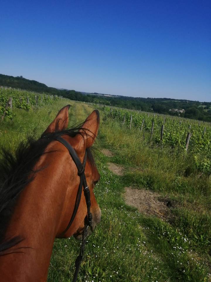 Mare KWPN Dutch Warmblood For sale 2010 Bay