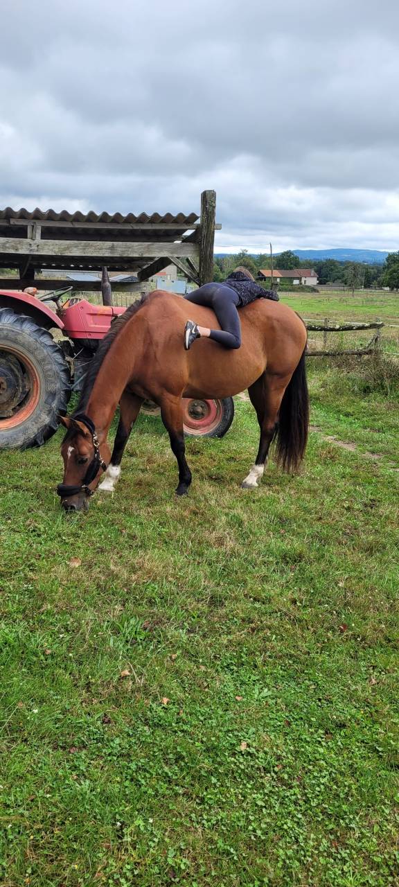 Mare KWPN Dutch Warmblood For sale 2010 Bay