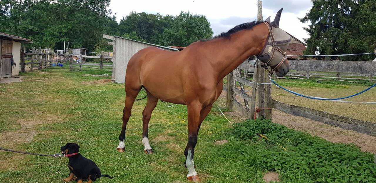 Mare KWPN Dutch Warmblood For sale 2010 Bay