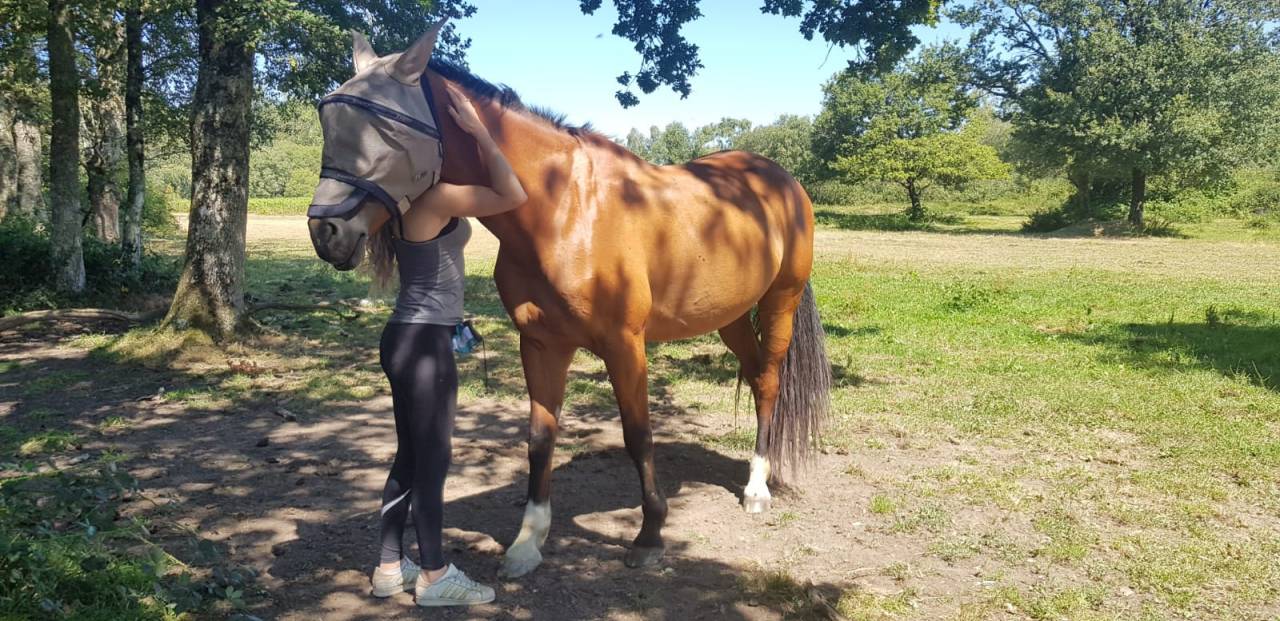 Mare KWPN Dutch Warmblood For sale 2010 Bay