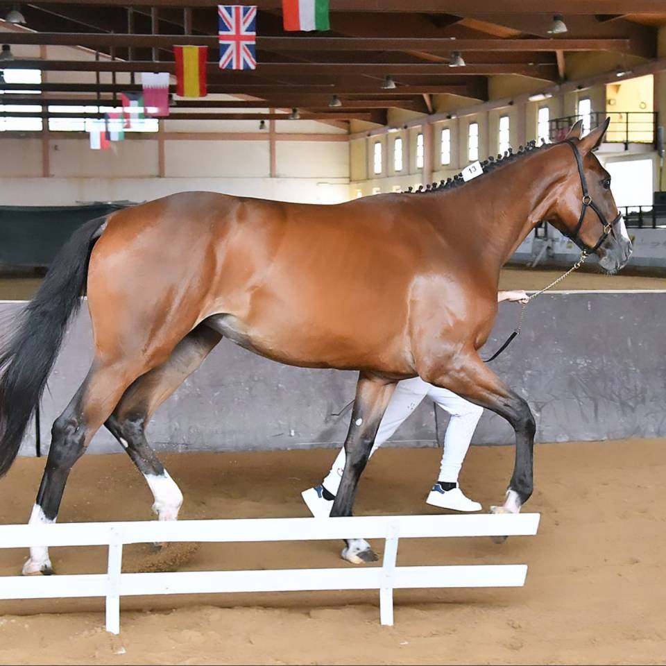 Filly Cheval de Selle Italien For sale 2023 Bay