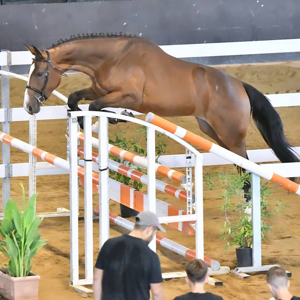 Filly Cheval de Selle Italien For sale 2023 Bay