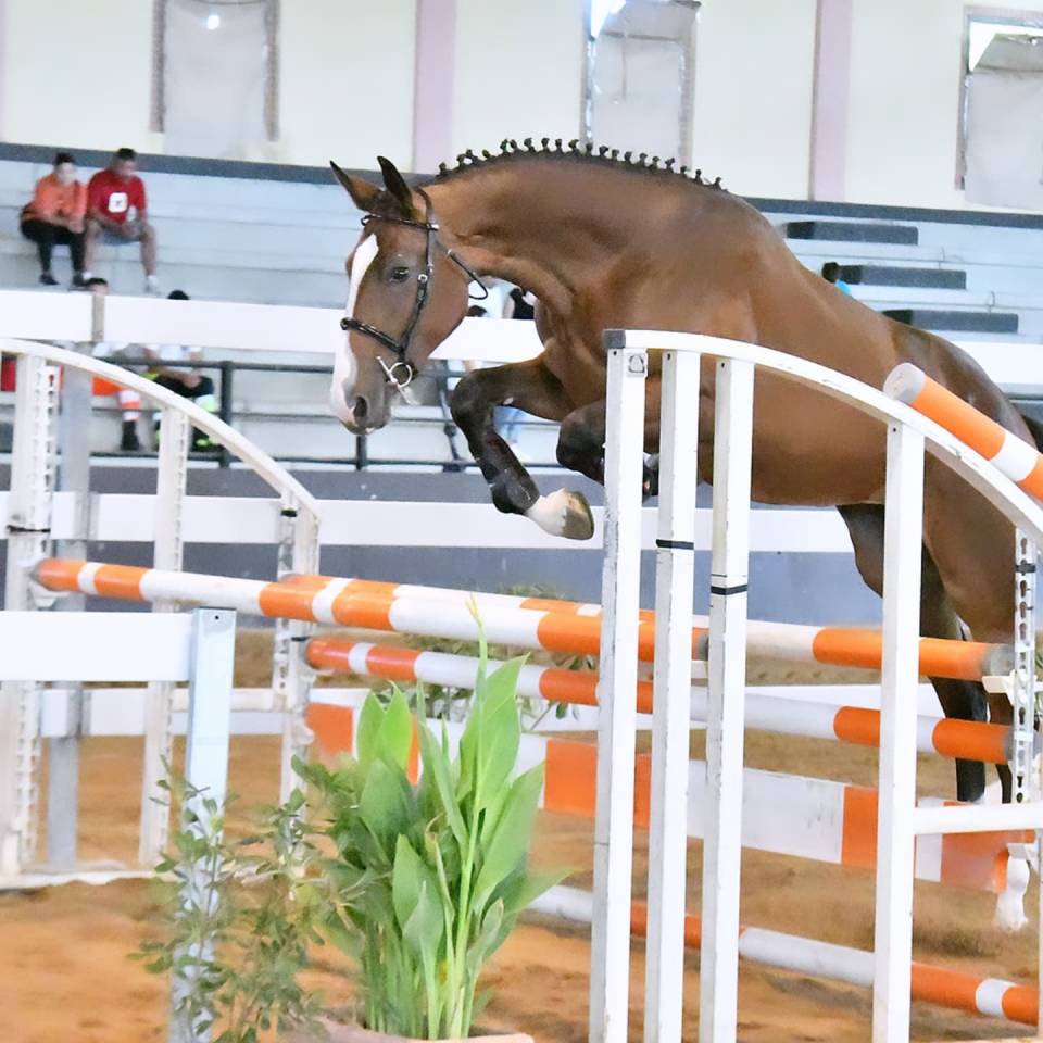 Filly Cheval de Selle Italien For sale 2023 Bay