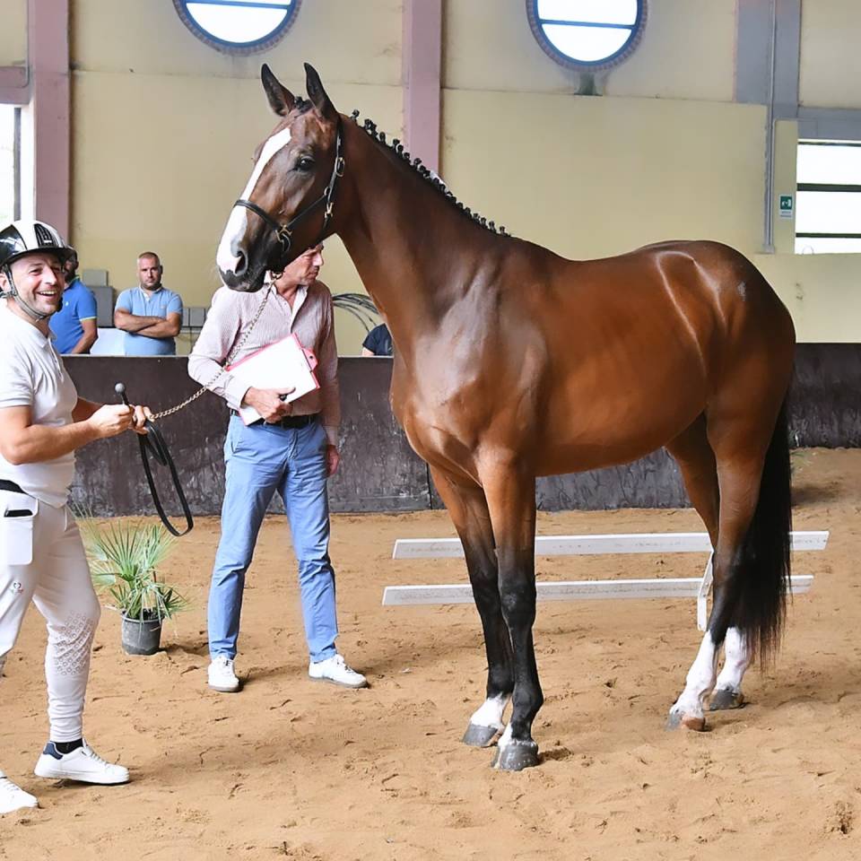 Filly Cheval de Selle Italien For sale 2023 Bay