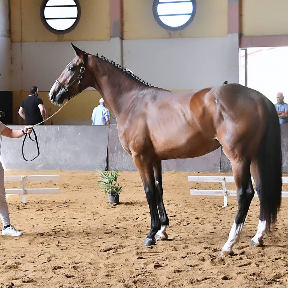 Filly Cheval de Selle Italien For sale 2023 Bay