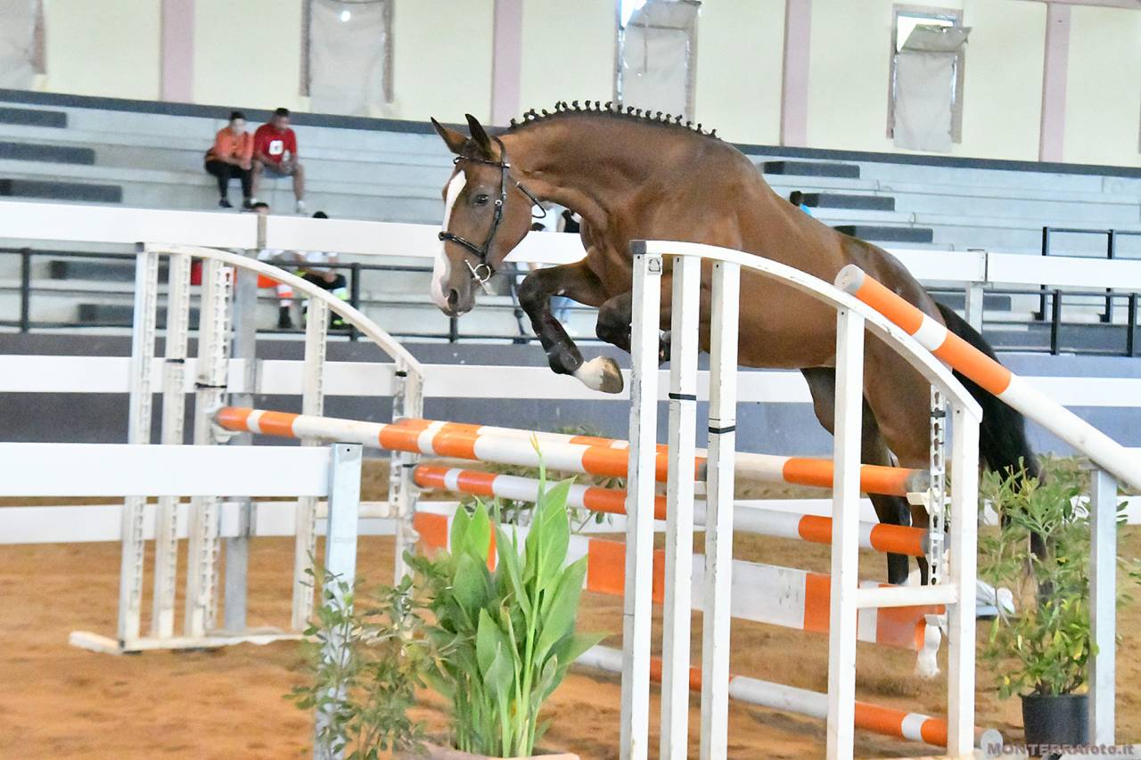 Filly Cheval de Selle Italien For sale 2023 Bay