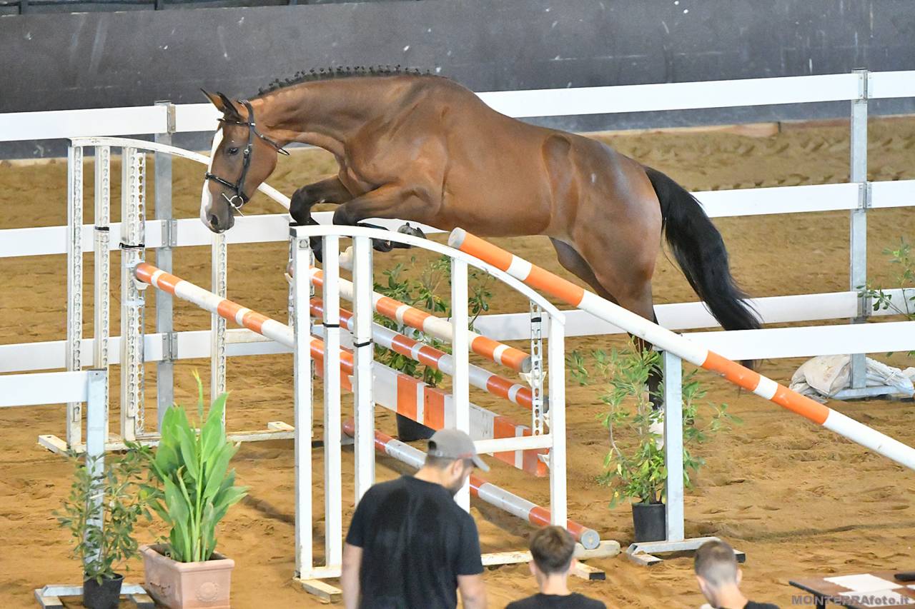 Filly Cheval de Selle Italien For sale 2023 Bay