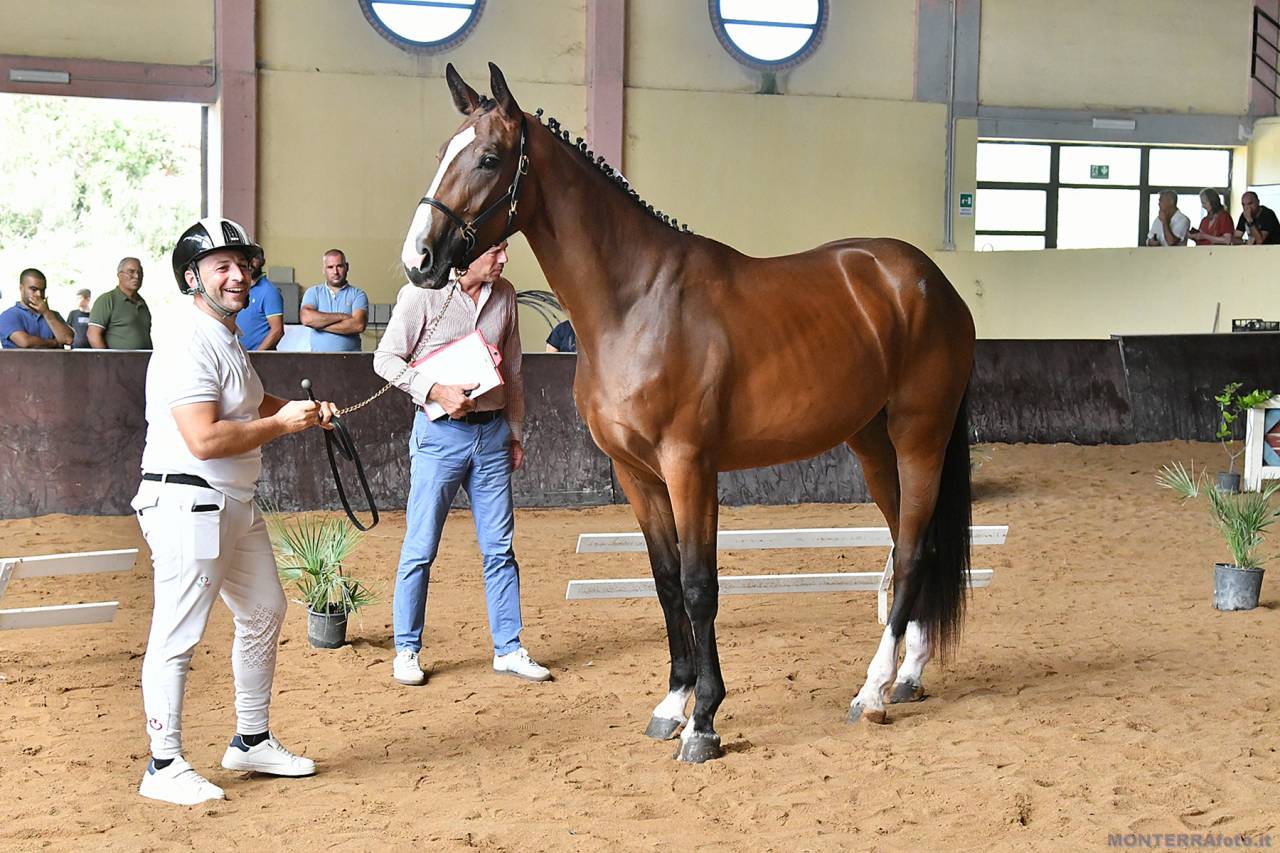 Filly Cheval de Selle Italien For sale 2023 Bay