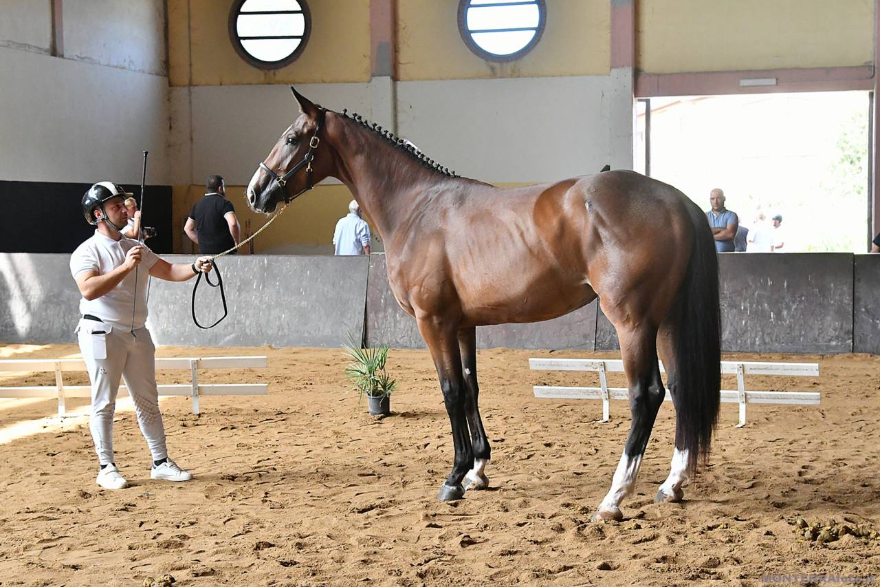 Filly Cheval de Selle Italien For sale 2023 Bay