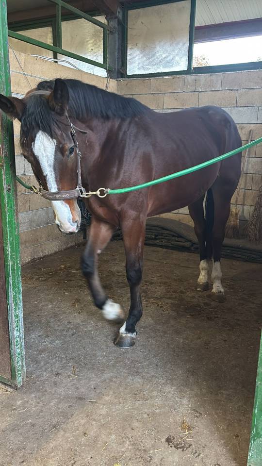 Filly Cheval de Selle Italien For sale 2023 Bay