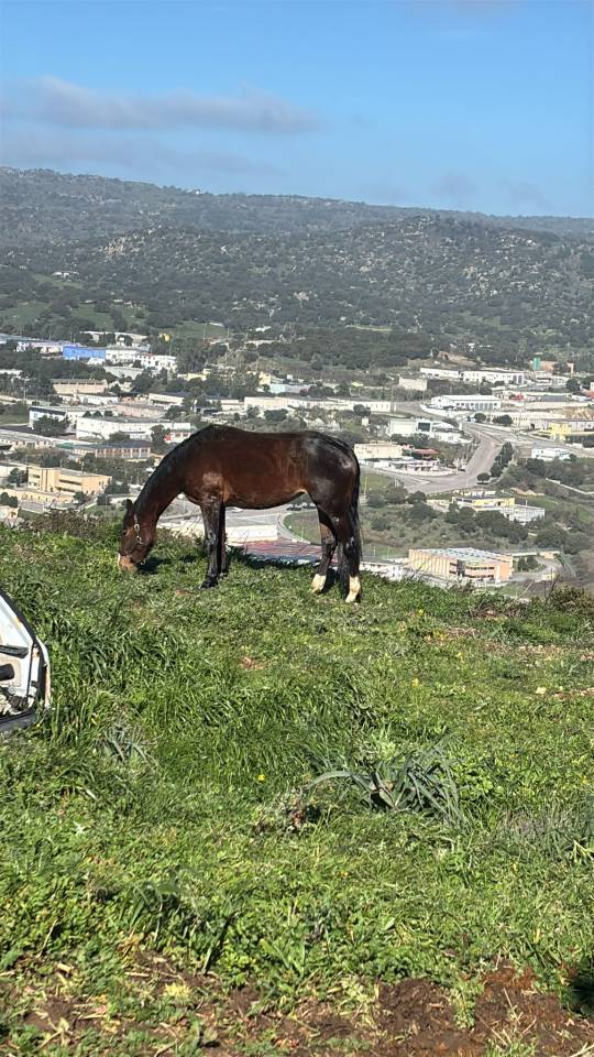 Filly Cheval de Selle Italien For sale 2023 Bay
