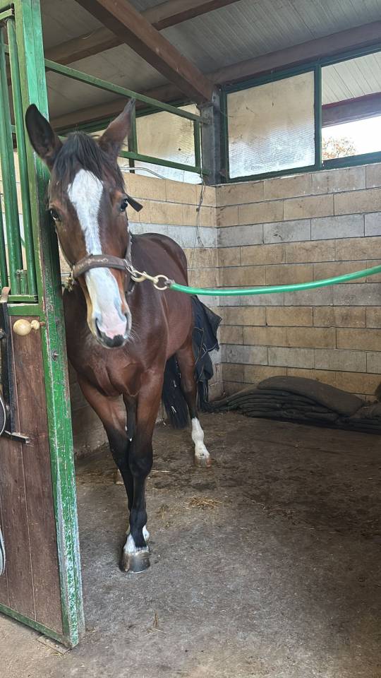 Filly Cheval de Selle Italien For sale 2023 Bay