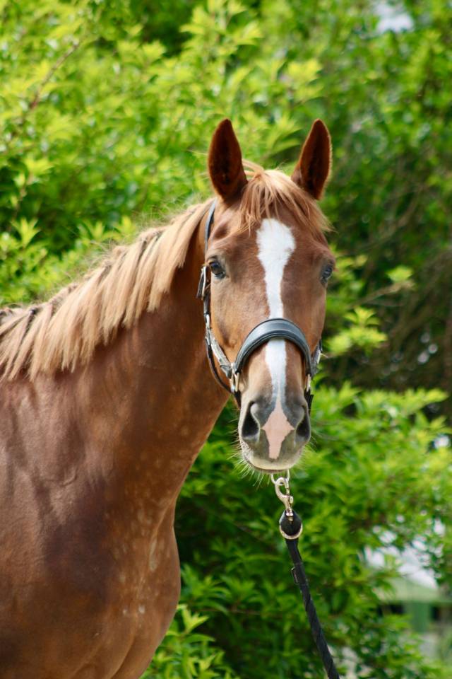 Gelding Selle Fran&ccedil;ais For sale 2020 Liver chestnut