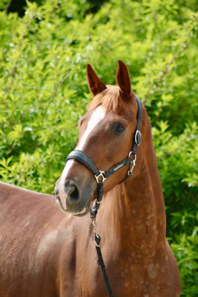 Gelding Selle Fran&ccedil;ais For sale 2020 Liver chestnut