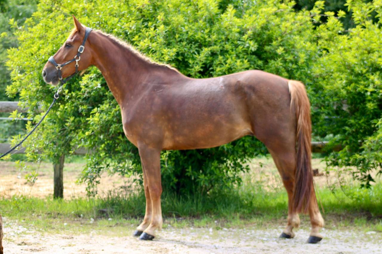 Gelding Selle Fran&ccedil;ais For sale 2020 Liver chestnut