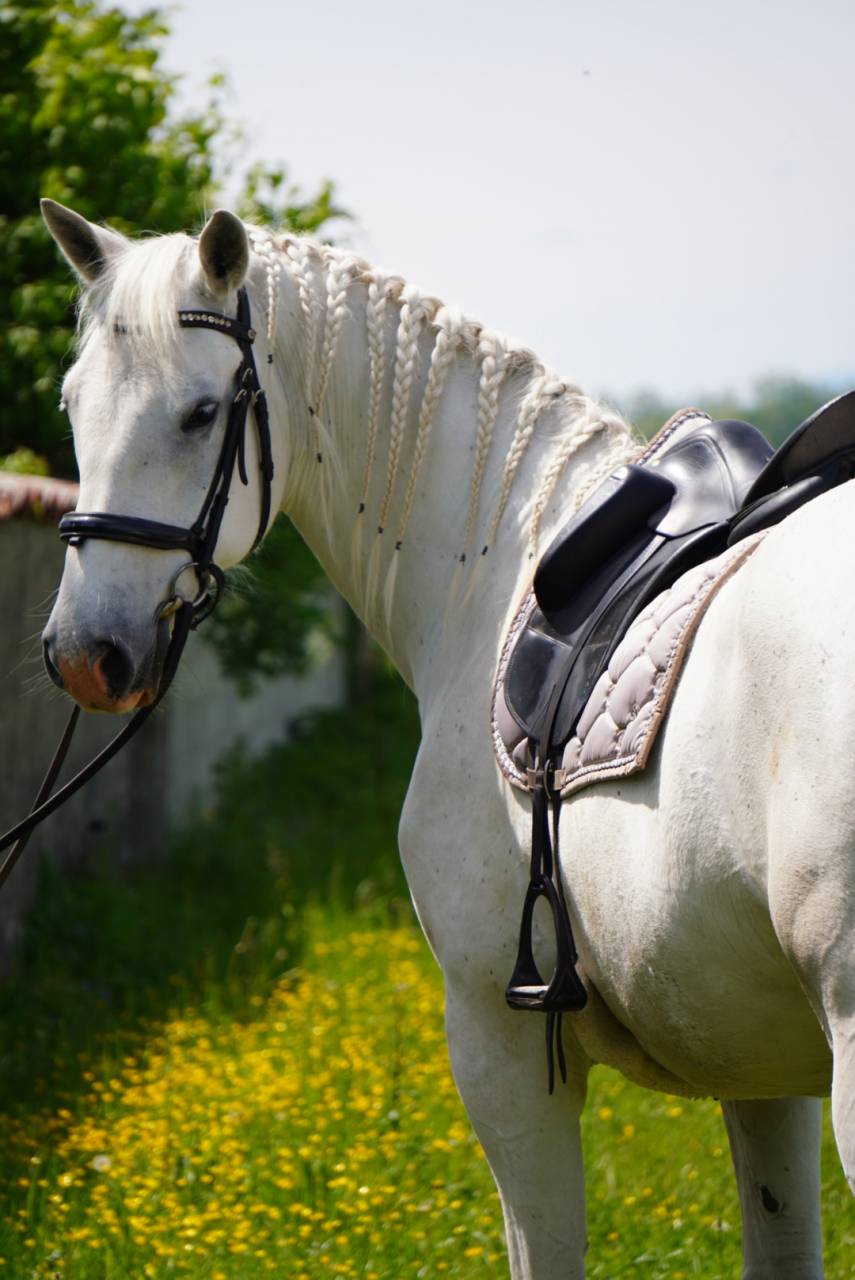 Gelding Lipizzan, Lipizzaner For sale 2018 Grey