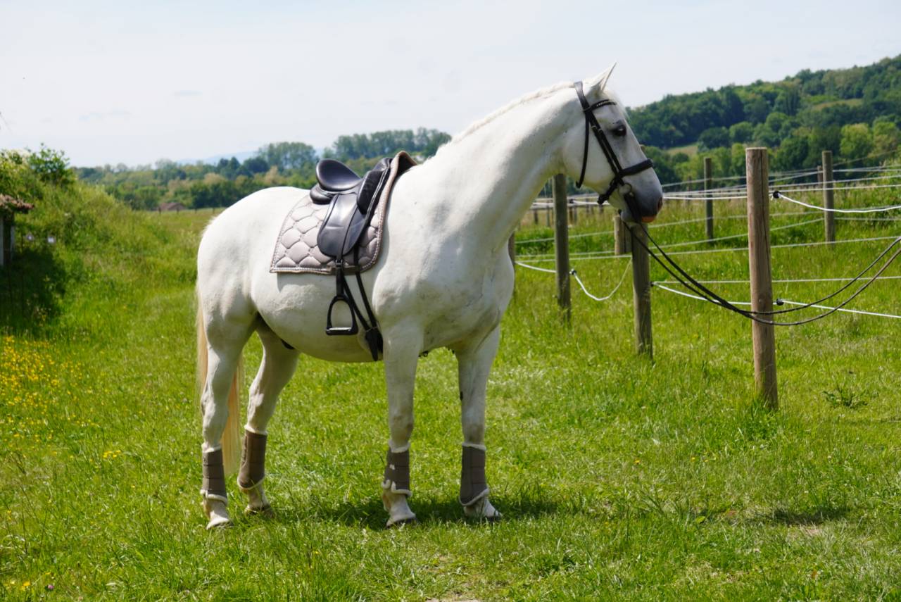 Gelding Lipizzan, Lipizzaner For sale 2018 Grey