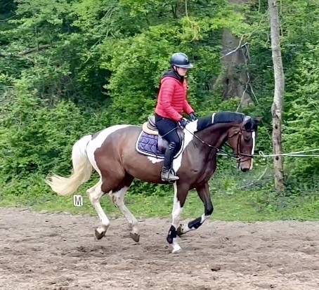 Gelding KWPN Dutch Warmblood For sale 2022 Coloured