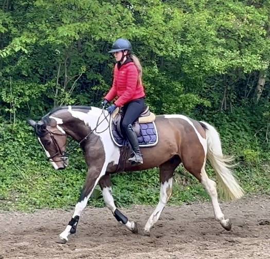 Gelding KWPN Dutch Warmblood For sale 2022 Coloured