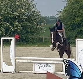 Gelding KWPN Dutch Warmblood For sale 2022 Coloured