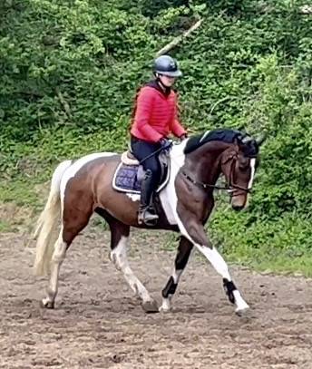 Gelding KWPN Dutch Warmblood For sale 2022 Coloured