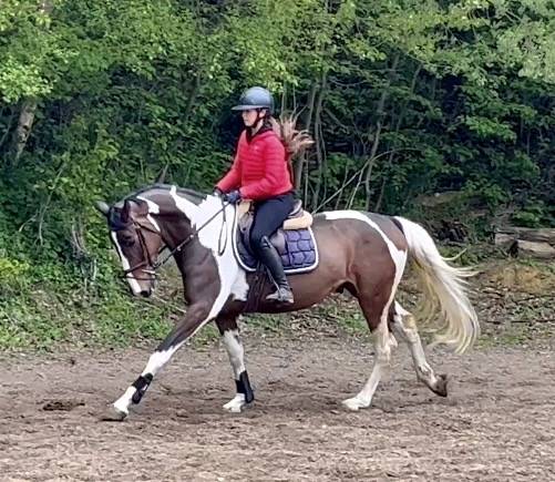 Gelding KWPN Dutch Warmblood For sale 2022 Coloured