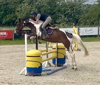 Gelding KWPN Dutch Warmblood For sale 2022 Coloured