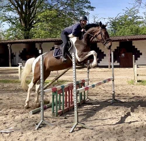 Gelding KWPN Dutch Warmblood For sale 2022 Coloured