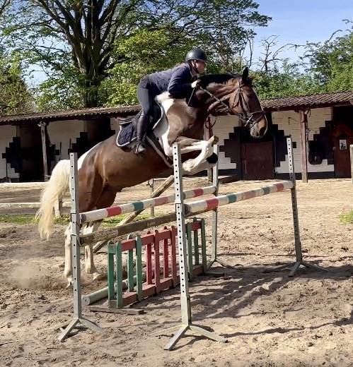 Gelding KWPN Dutch Warmblood For sale 2022 Coloured