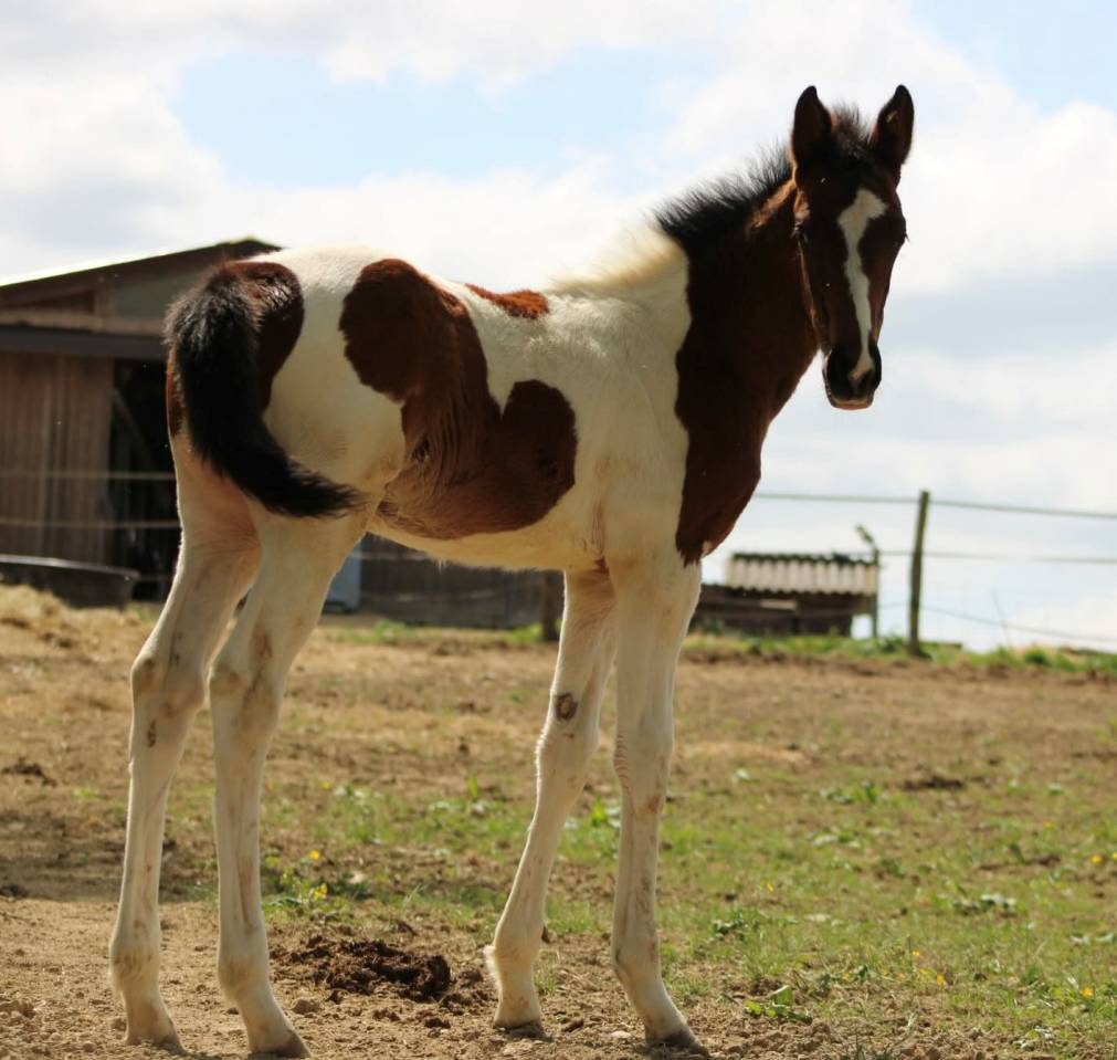 Mare Anglo-Arabian Cross For sale 2026 Coloured