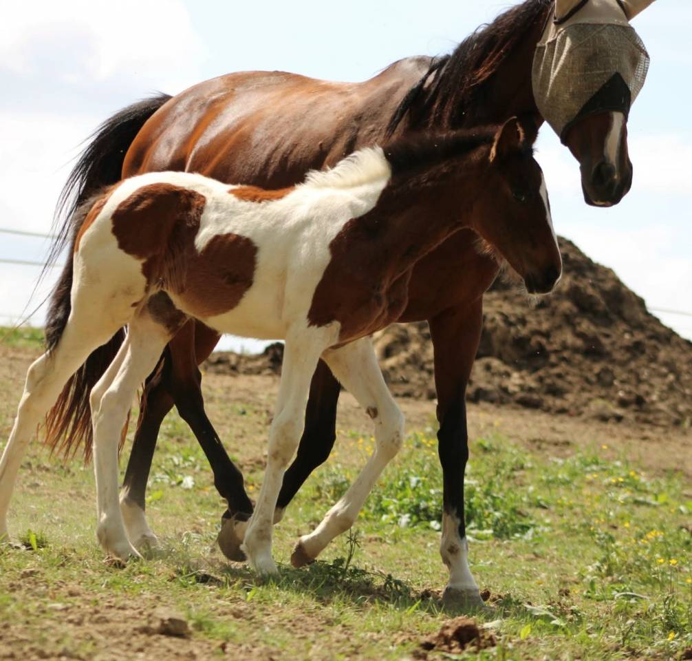 Mare Anglo-Arabian Cross For sale 2026 Coloured