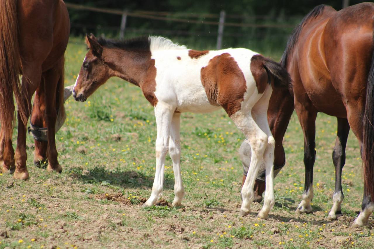 Mare Anglo-Arabian Cross For sale 2026 Coloured