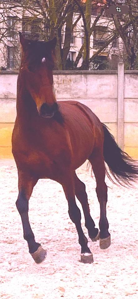 Gelding PRE Pure Spanish Bred For sale 2017 Dark Bay